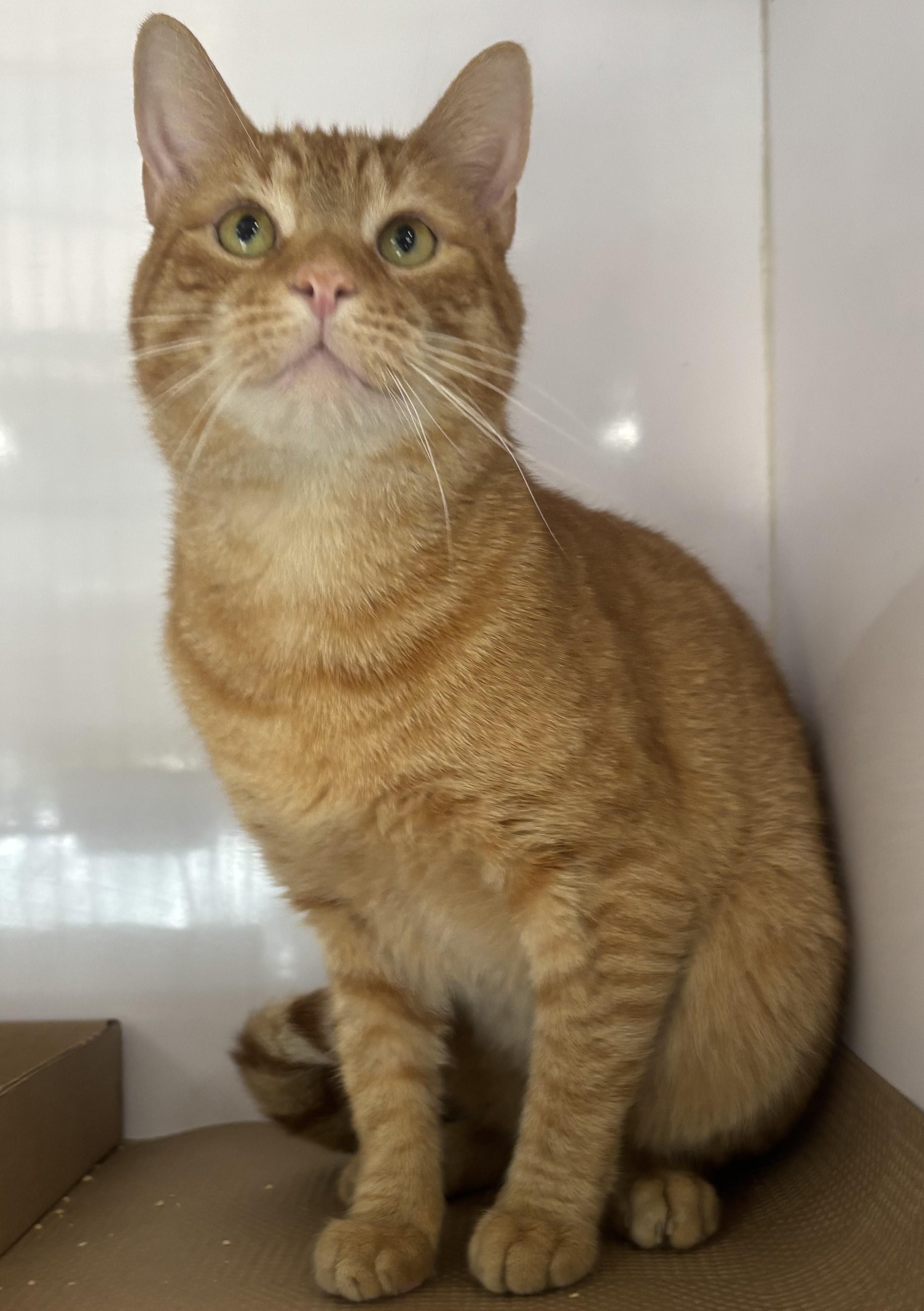 Alfie, a ADOPTABLE Domestic Short Hair in North Haven, CT image 2/4