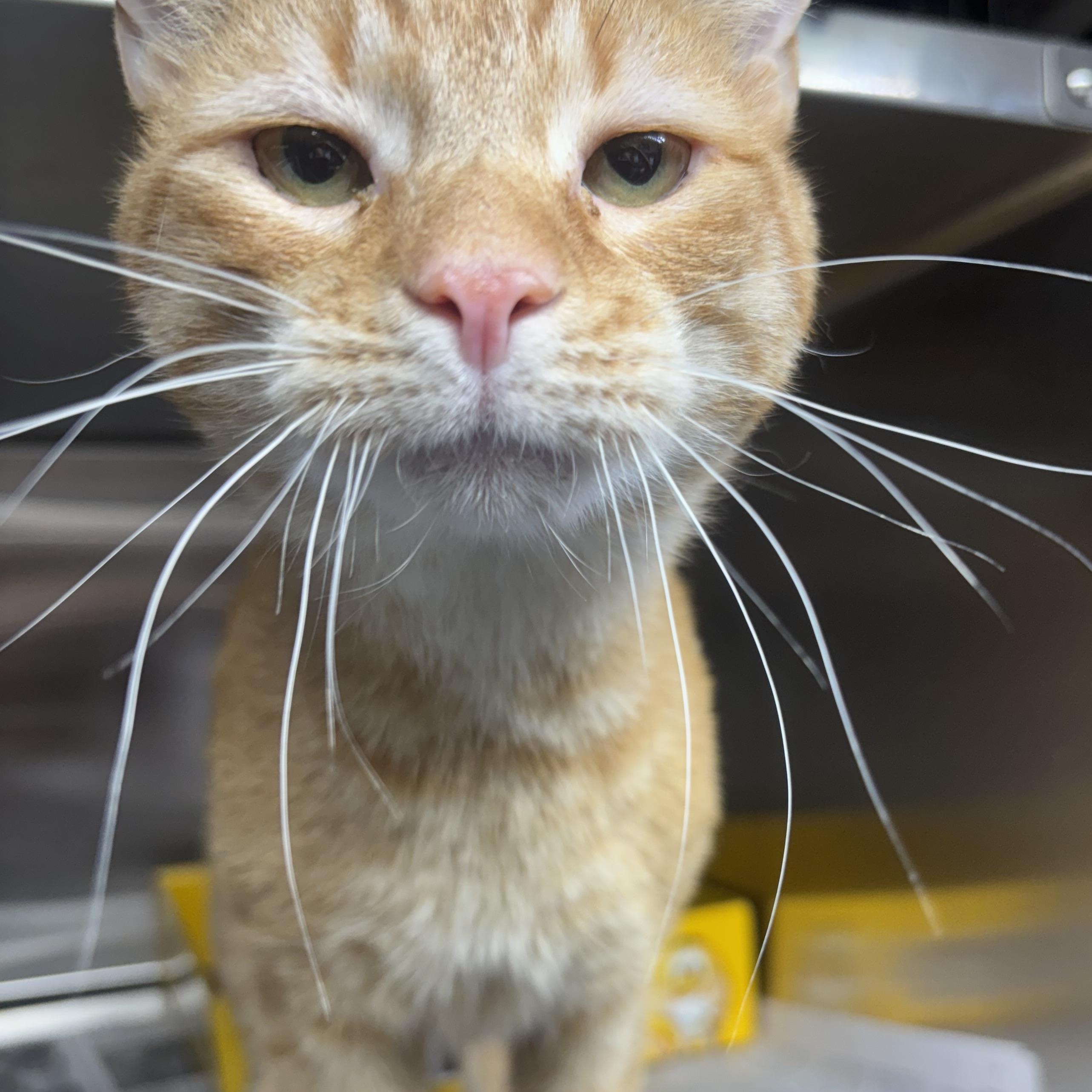 Alfie, a ADOPTABLE Domestic Short Hair in North Haven, CT image 1/2