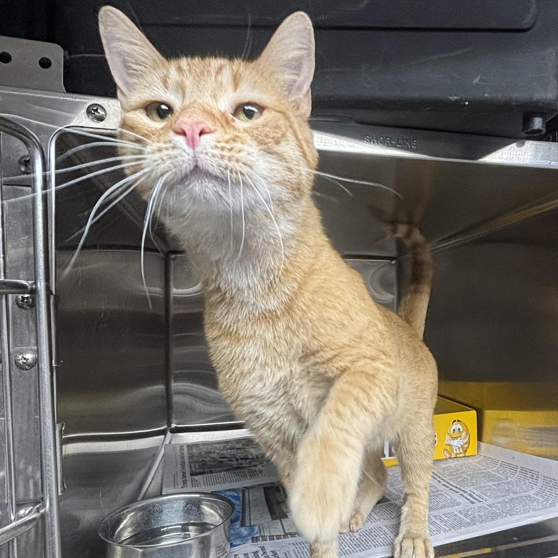 Alfie, a ADOPTABLE Domestic Short Hair in North Haven, CT image 2/2