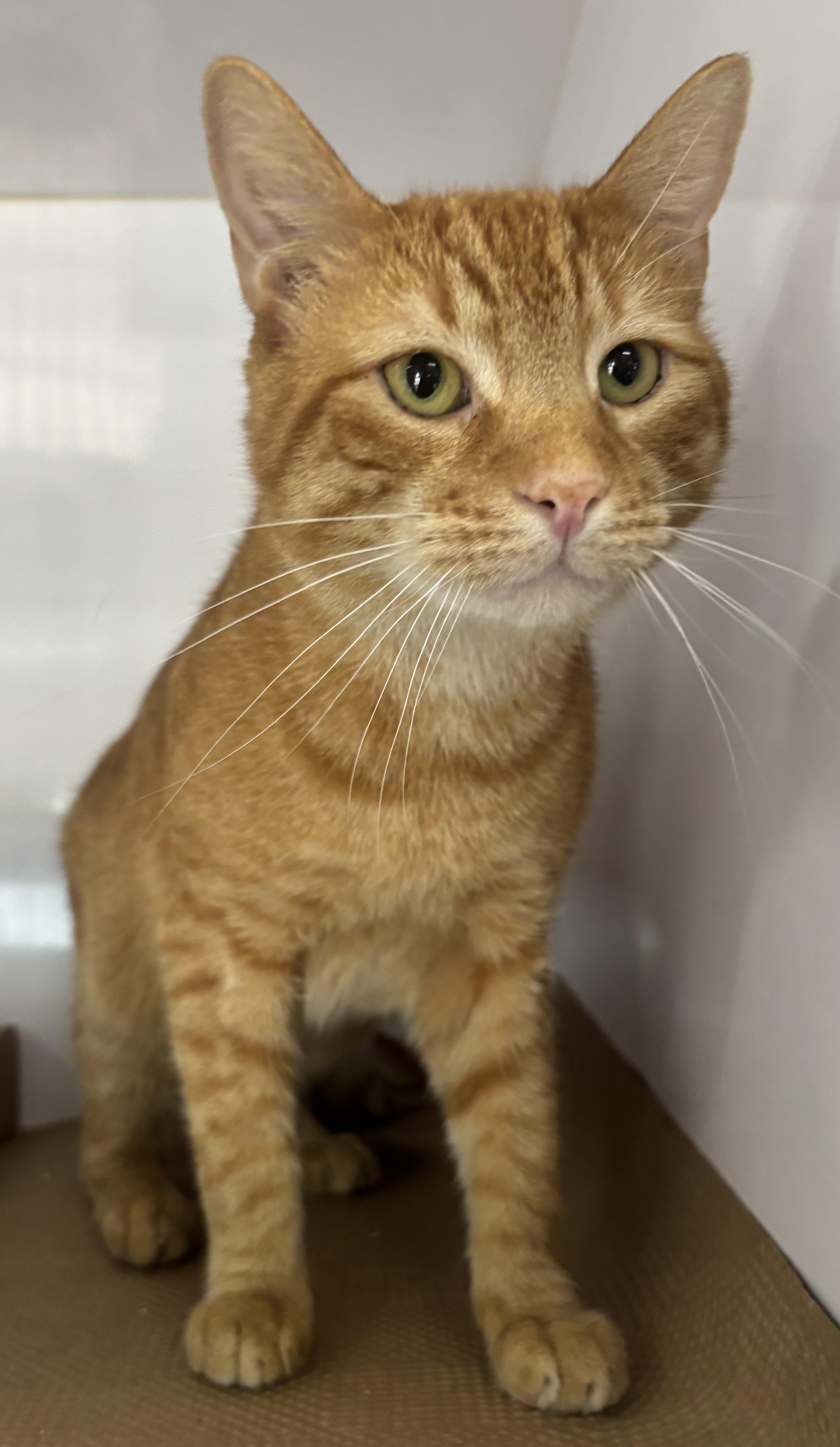 Alfie, ADOPTABLE, Adult Male Domestic Short Hair.