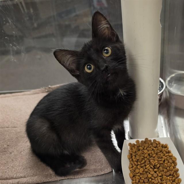 Licorice A217813, adopted, Kitten Male Domestic Short Hair.