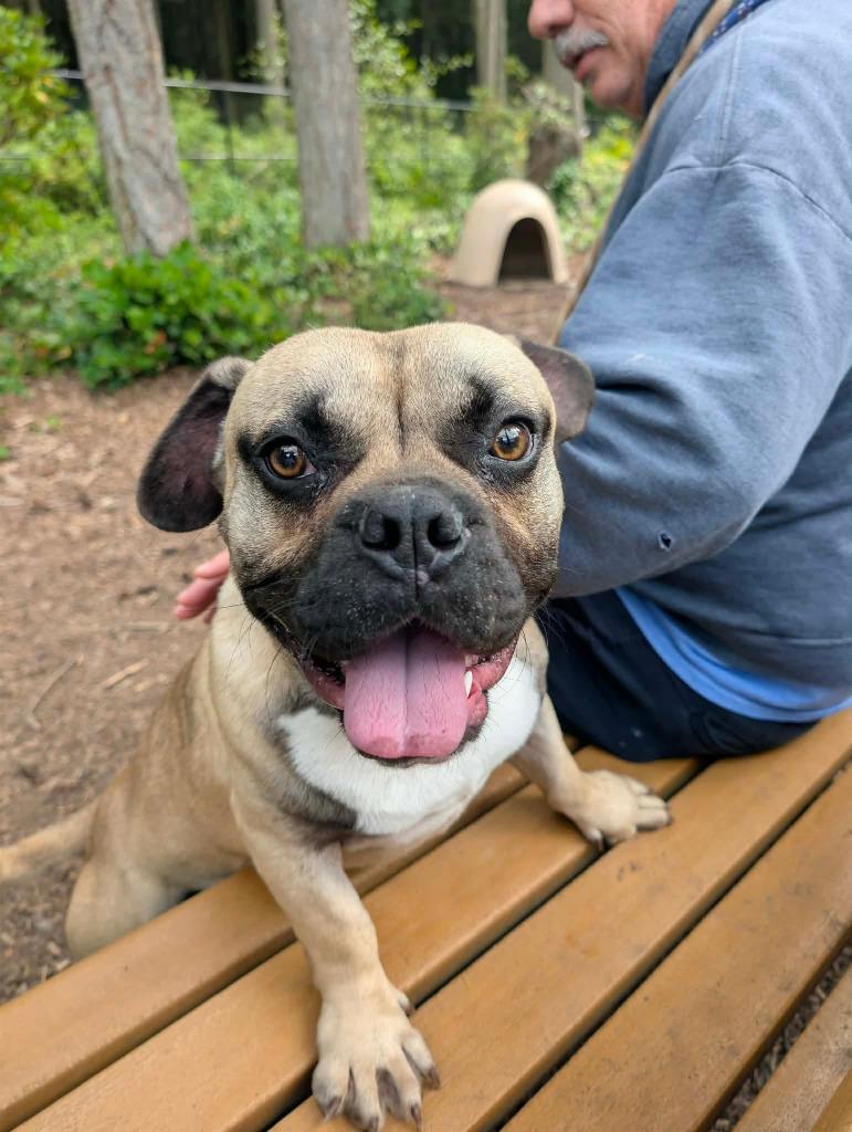 Quasimodo, Adoptable, Young Male American Bulldog & French Bulldog.