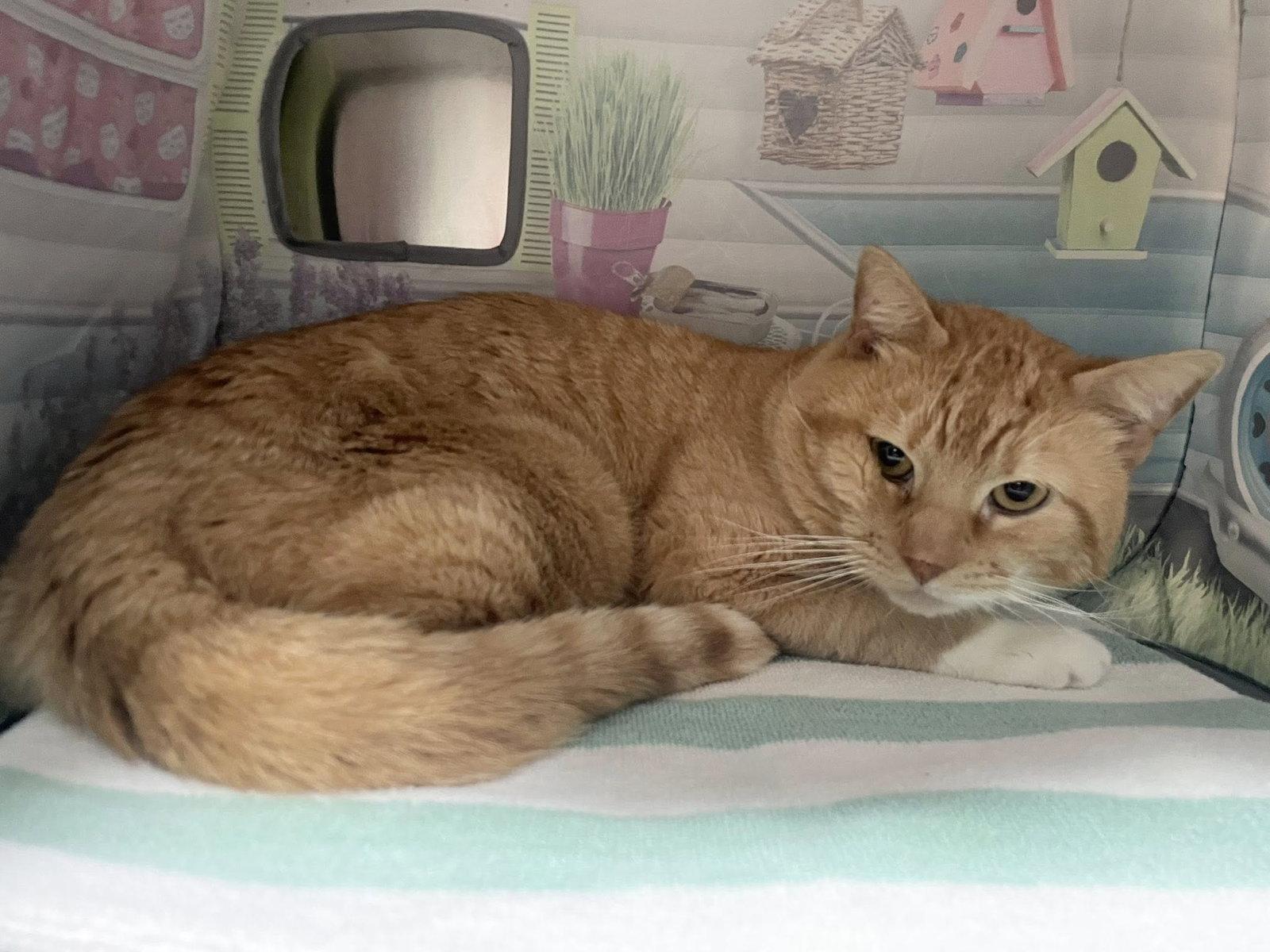 Simba, Adoptable, Young Male Domestic Short Hair.