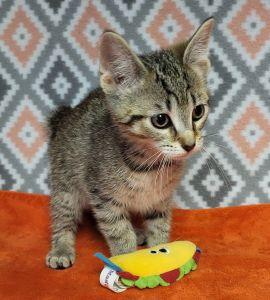Maui, a ADOPTABLE mixed breed in Bucyrus, OH image 2/3