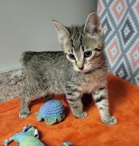 Maui, a ADOPTABLE mixed breed in Bucyrus, OH image 1/3