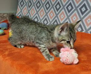 Maui, a ADOPTABLE mixed breed in Bucyrus, OH image 3/3