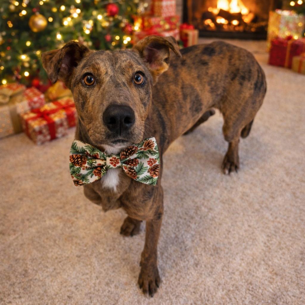 Enlarge Pine Cone, a Adoptable mixed breed in Binghamton, NY image 1/5