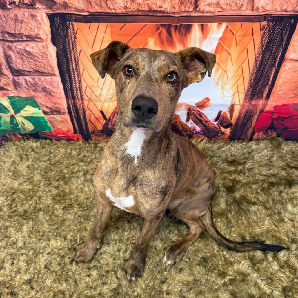 Enlarge Pine Cone, a Adoptable mixed breed in Binghamton, NY image 2/5