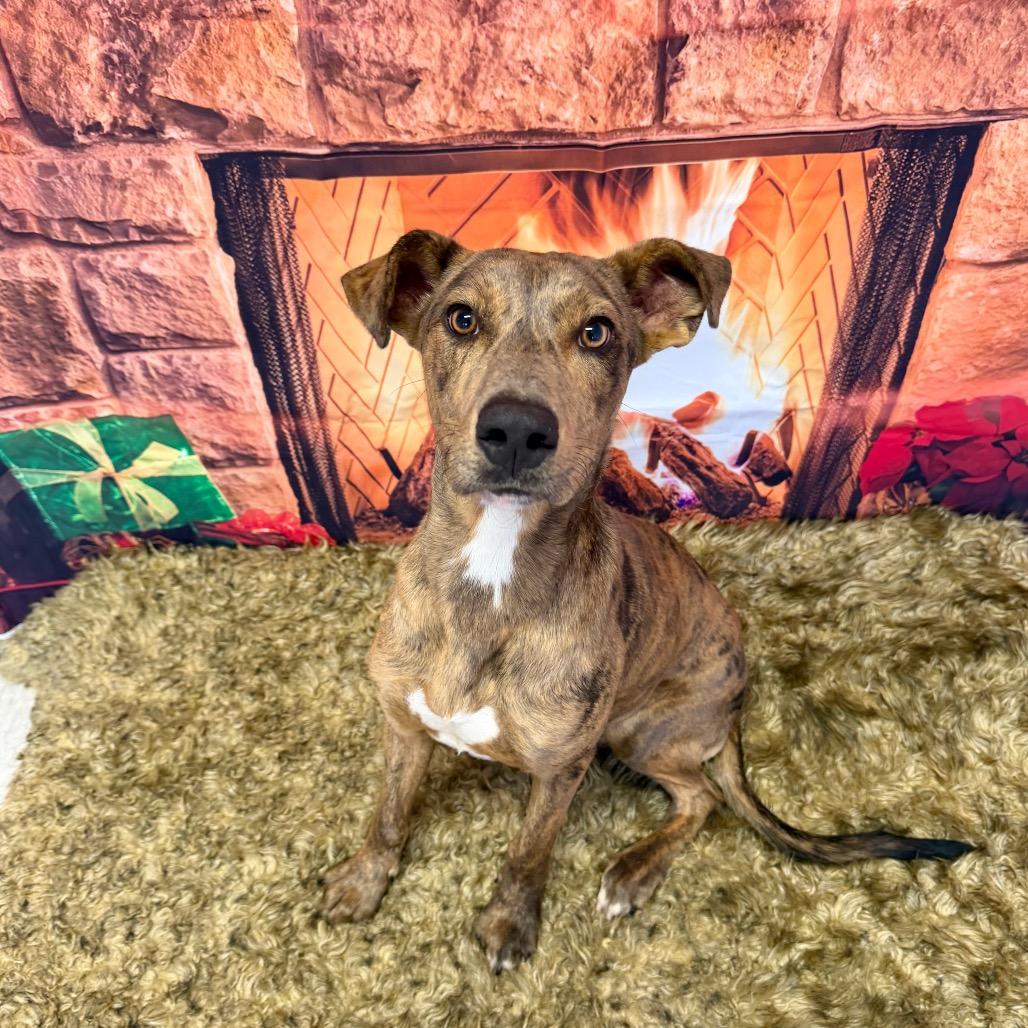 Enlarge Pine Cone, a Adoptable mixed breed in Binghamton, NY image 3/5