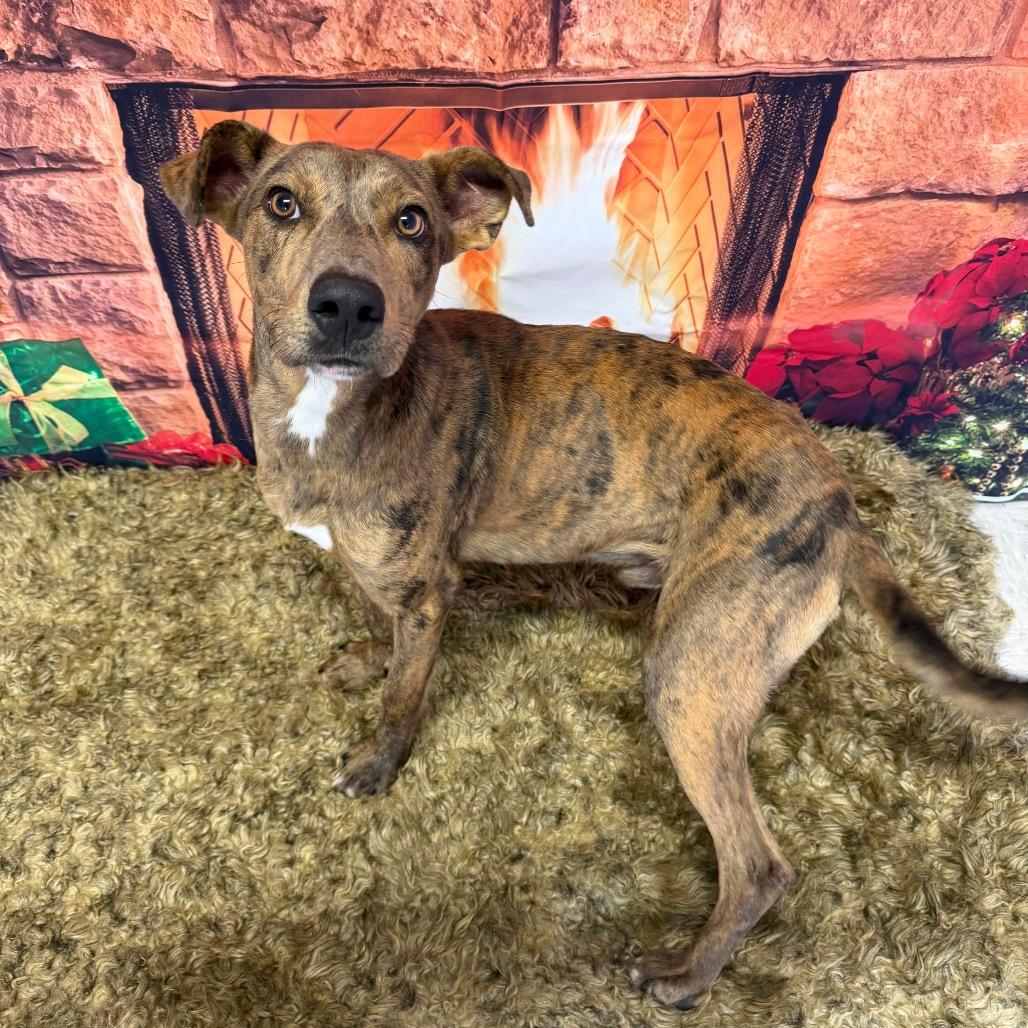 Enlarge Pine Cone, a Adoptable mixed breed in Binghamton, NY image 4/5