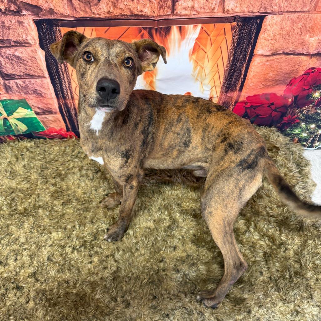 Enlarge Pine Cone, a Adoptable mixed breed in Binghamton, NY image 5/5