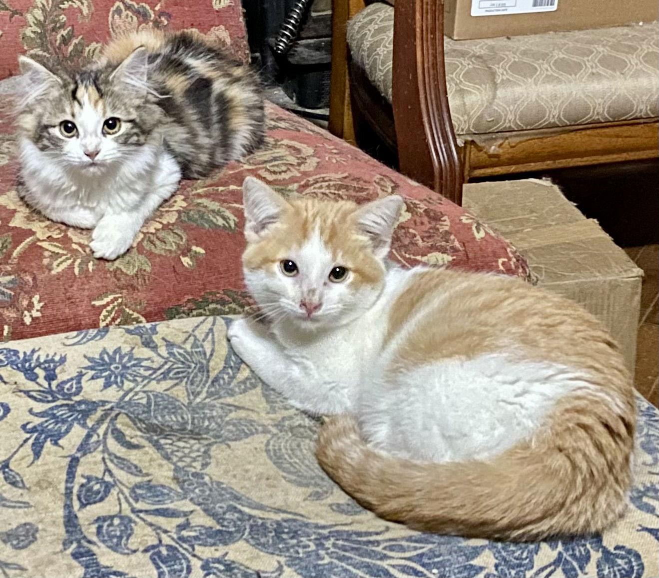 Sawyer, Adoptable, Young Male Domestic Medium Hair.