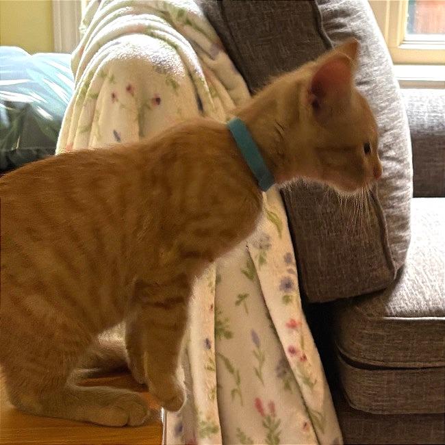 Simba, Adoptable, Kitten Male Domestic Short Hair.