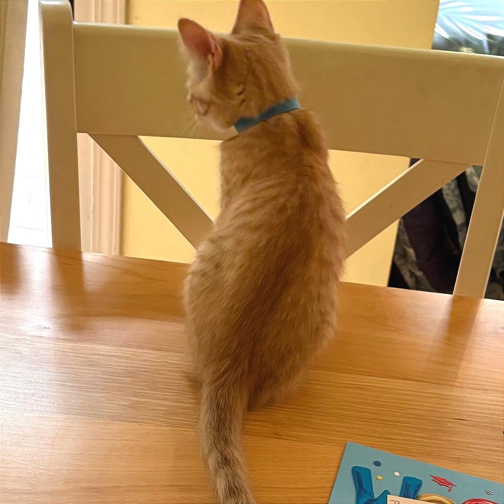 Simba, a Adoptable Domestic Short Hair in Traverse City, MI image 2/5