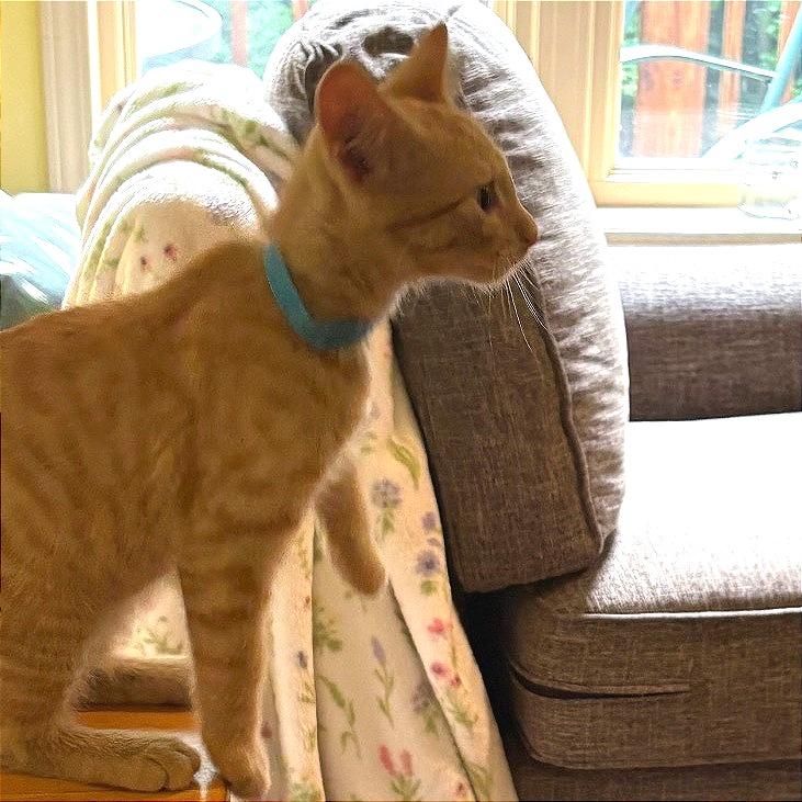 Simba, a Adoptable Domestic Short Hair in Traverse City, MI image 3/5