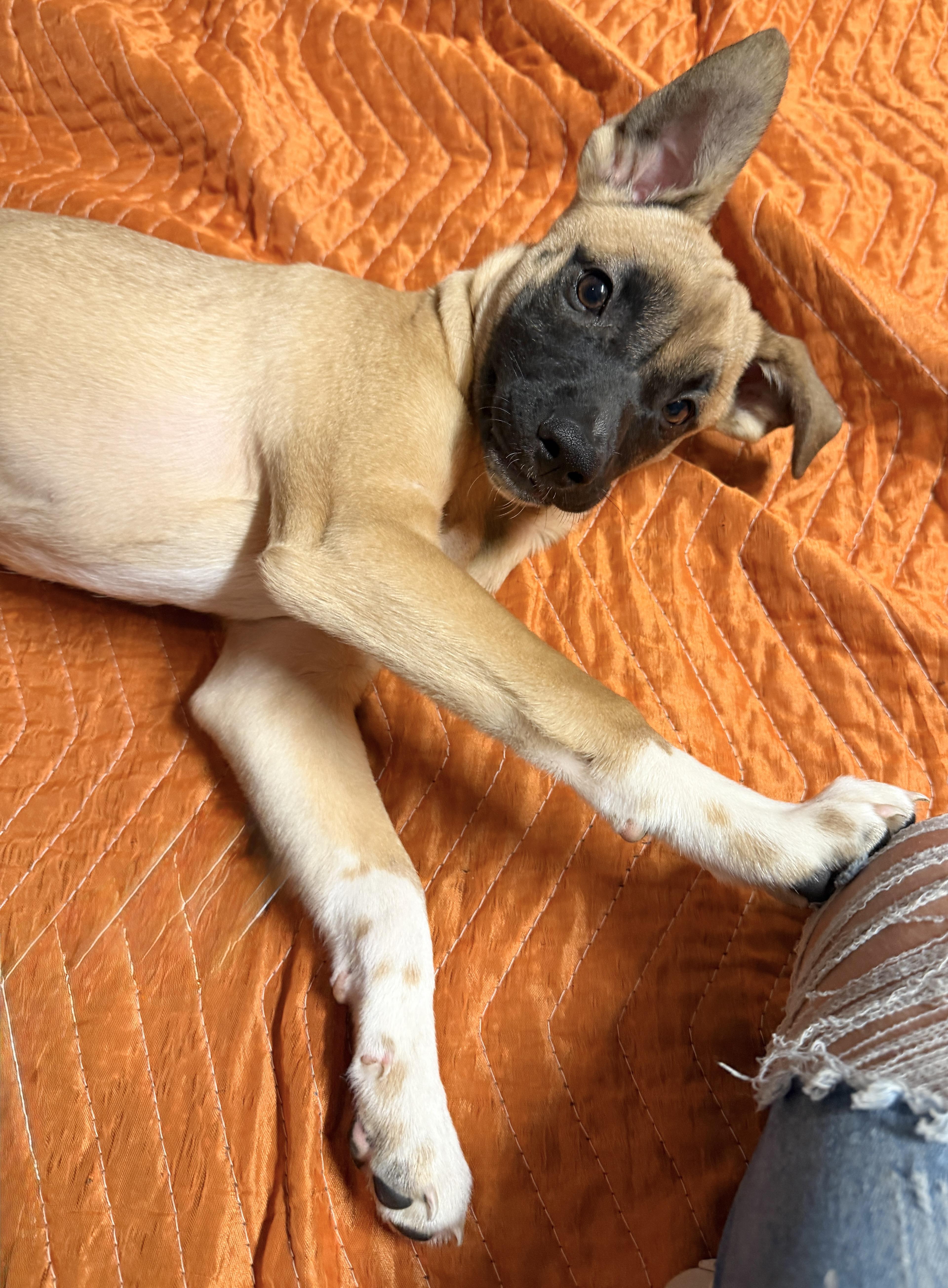 Pompeii (Italy litter), Adoptable, Puppy Male Pit Bull Terrier & Chihuahua.