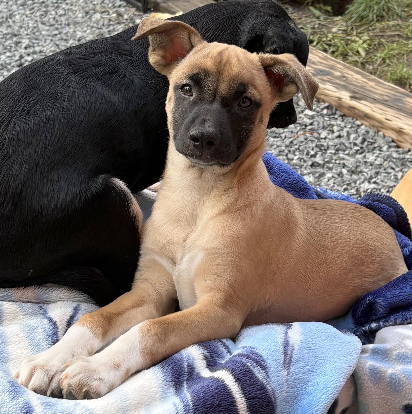 Pompeii (Italy litter), a Adoptable mixed breed in Silvana, WA image 3/6