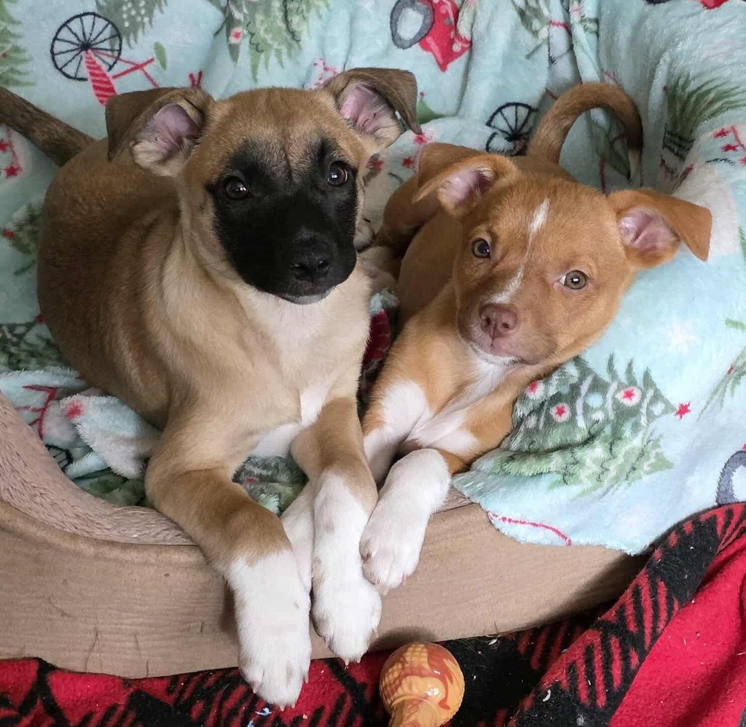 Pompeii (Italy litter), a Adoptable mixed breed in Silvana, WA image 5/6