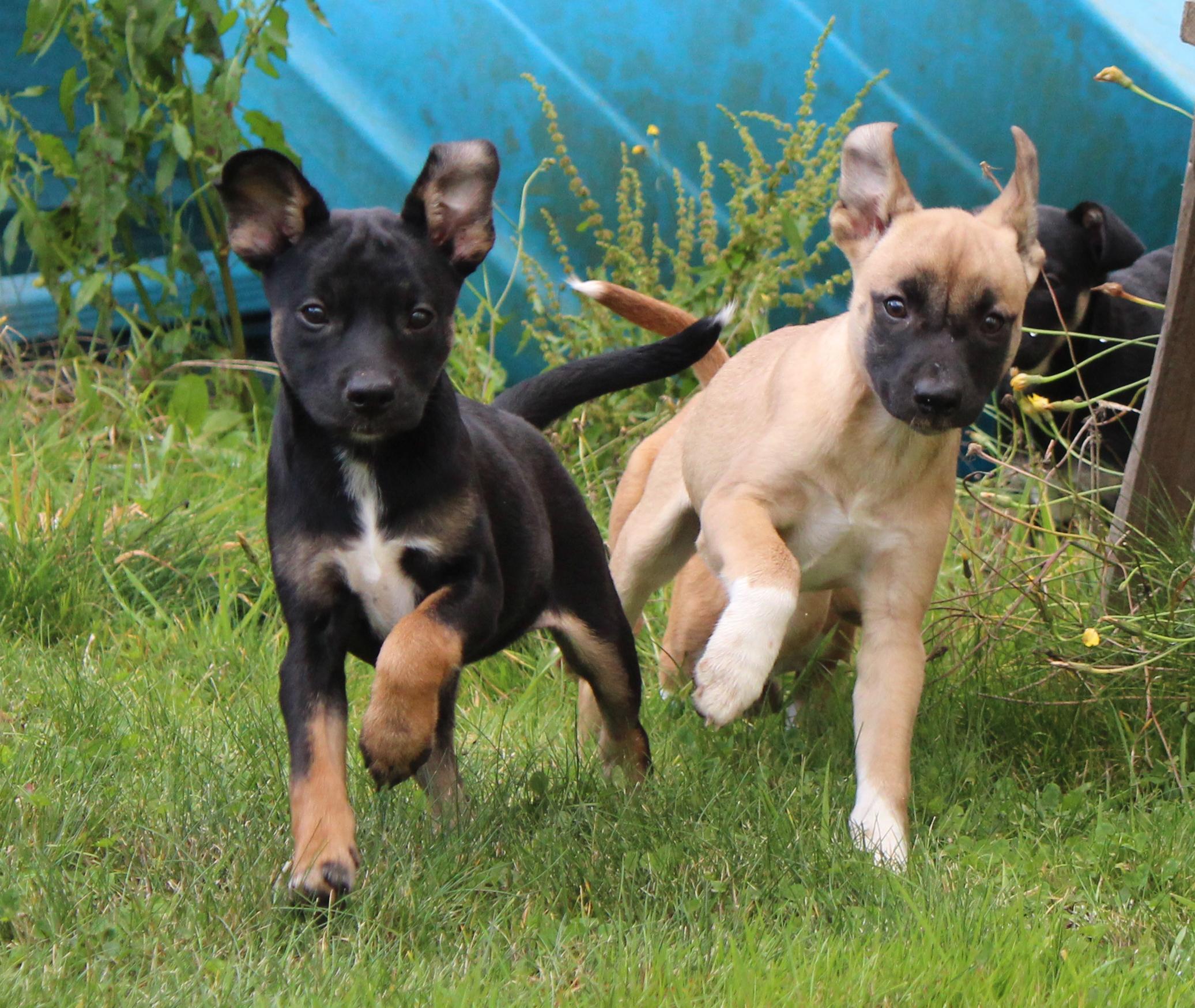 Pompeii (Italy litter), a Adoptable mixed breed in Silvana, WA image 4/6
