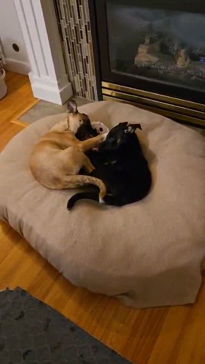 Enlarge Pompeii (Italy litter), a Adoptable mixed breed in Silvana, WA video 2/6