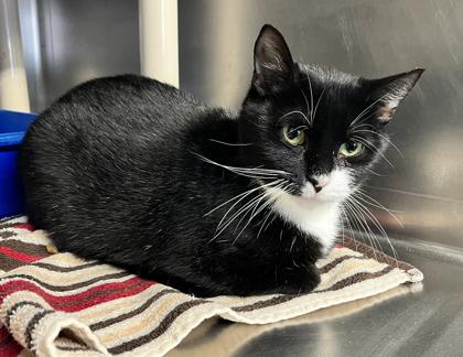 Ponyo — thumbnail 2