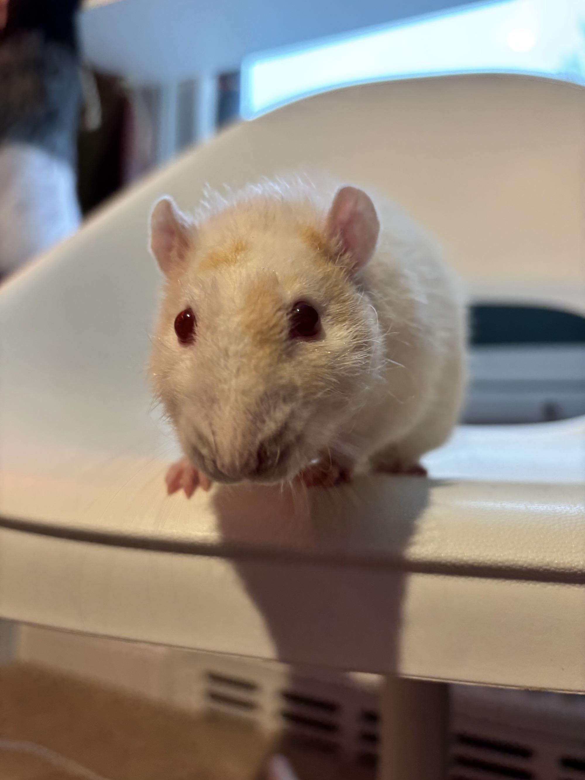 Copper, Senior Male Rat