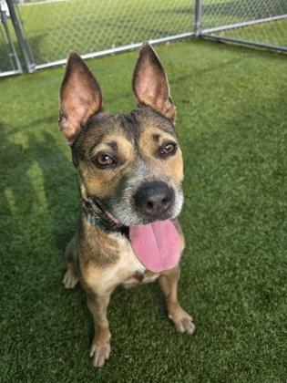 Lady Bug, a Adoptable mixed breed in Savannah, GA image 1/3