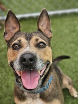 Lady Bug, a Adoptable mixed breed in Savannah, GA image 2/3