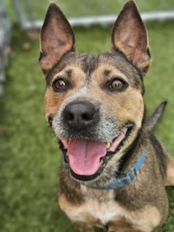 Lady Bug, a Adoptable mixed breed in Savannah, GA image 3/3