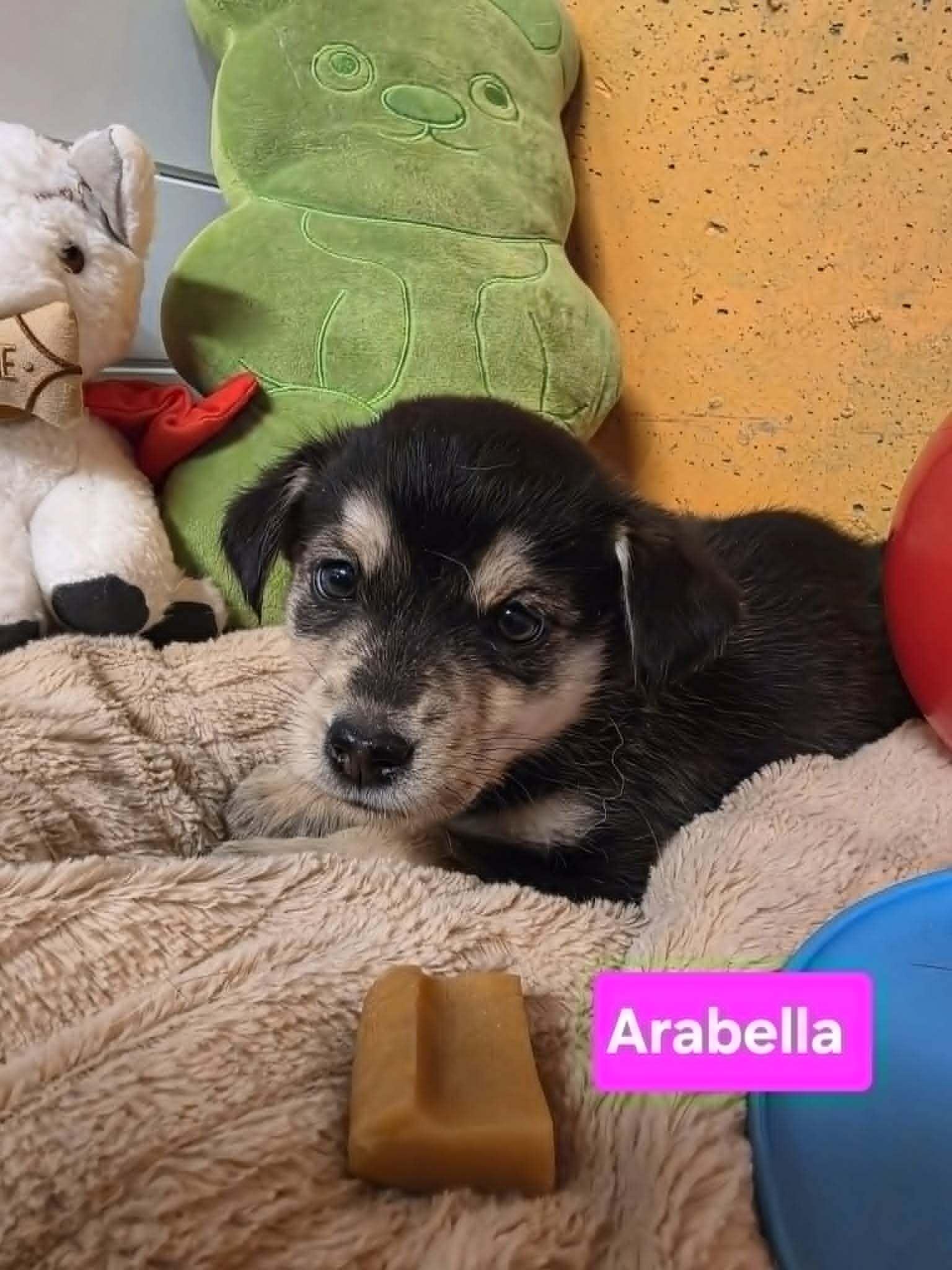 Enlarge Arabella, a Adoptable mixed breed in Cottonwood Heights, UT image 1/6