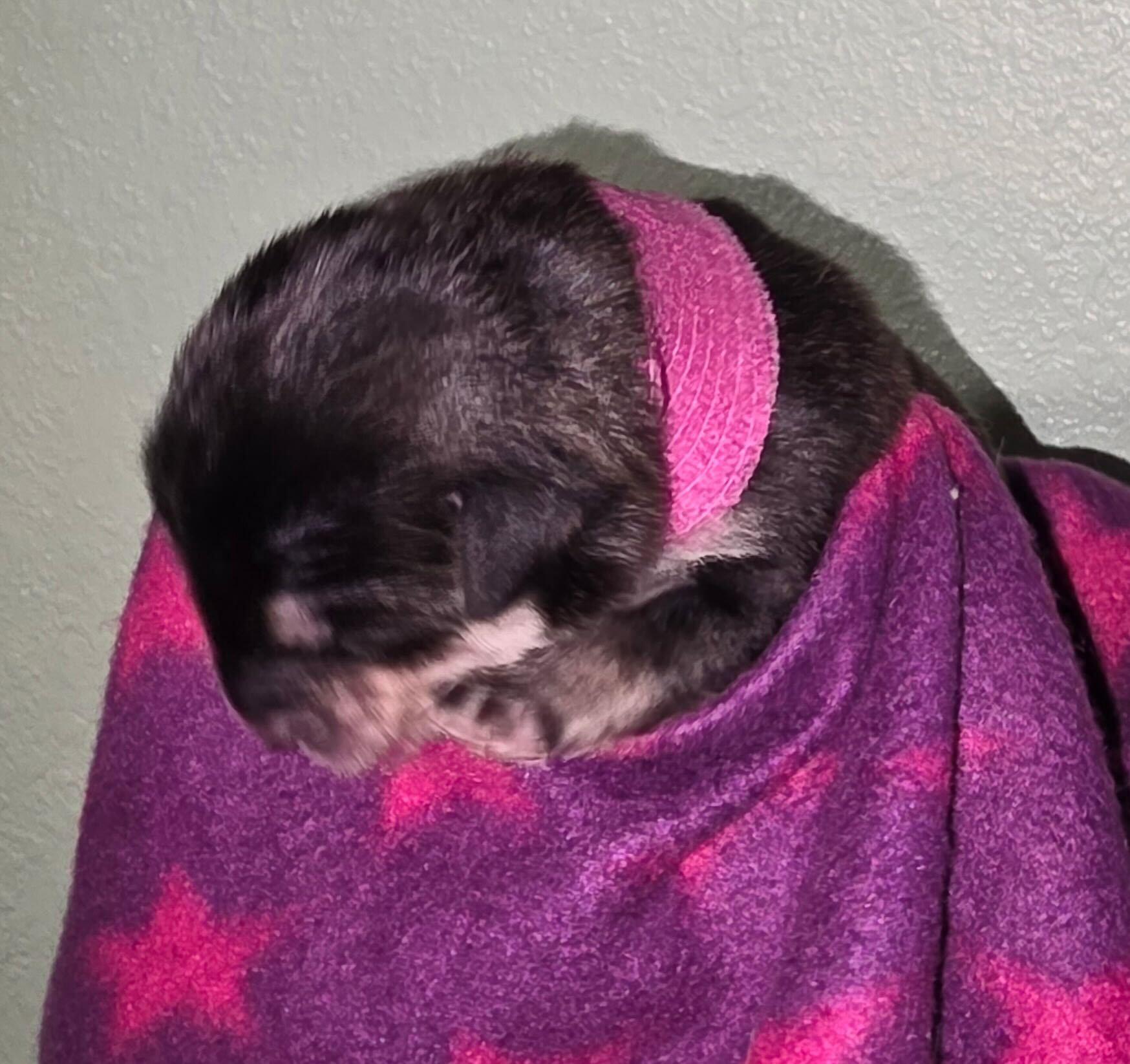 Arabella, Adoptable, Puppy Female Husky & Siberian Husky.