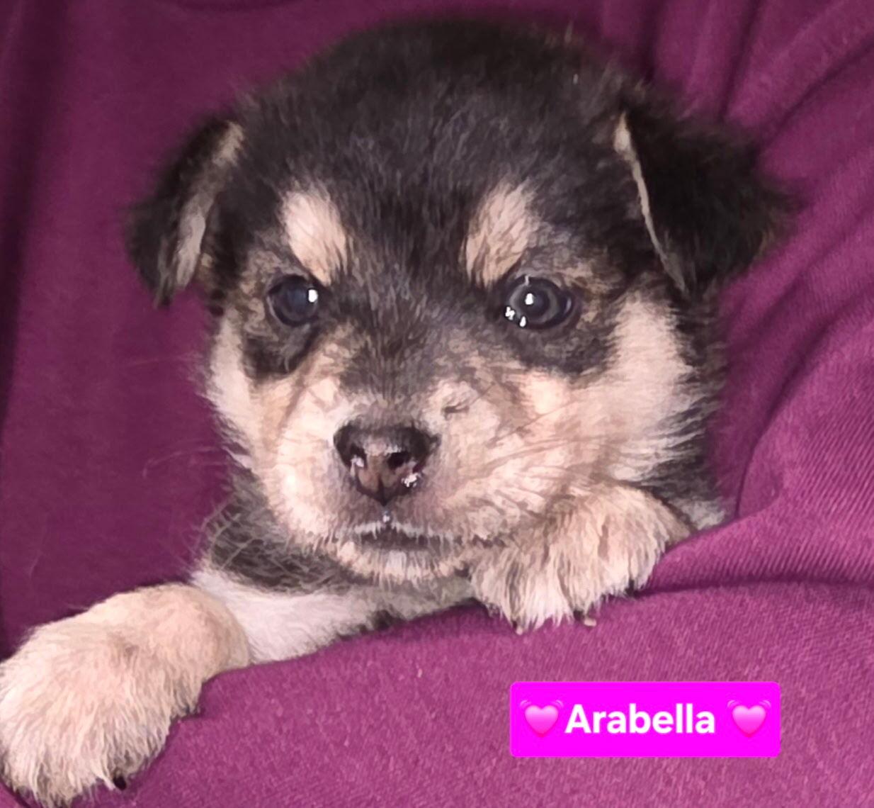 Enlarge Arabella, a Adoptable mixed breed in Cottonwood Heights, UT image 3/6