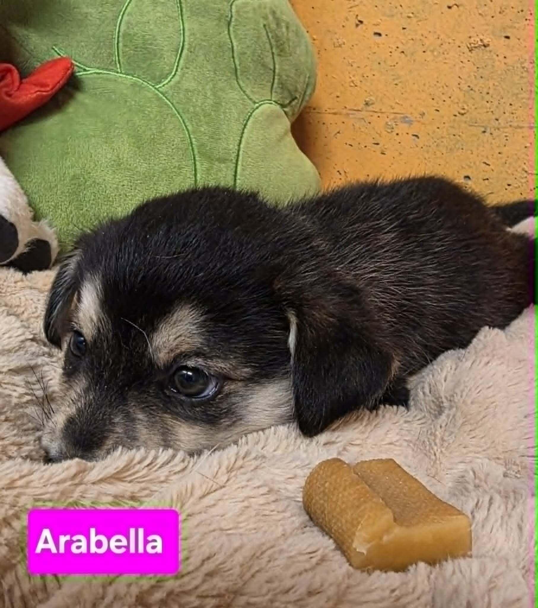 Enlarge Arabella, a Adoptable mixed breed in Cottonwood Heights, UT image 4/6