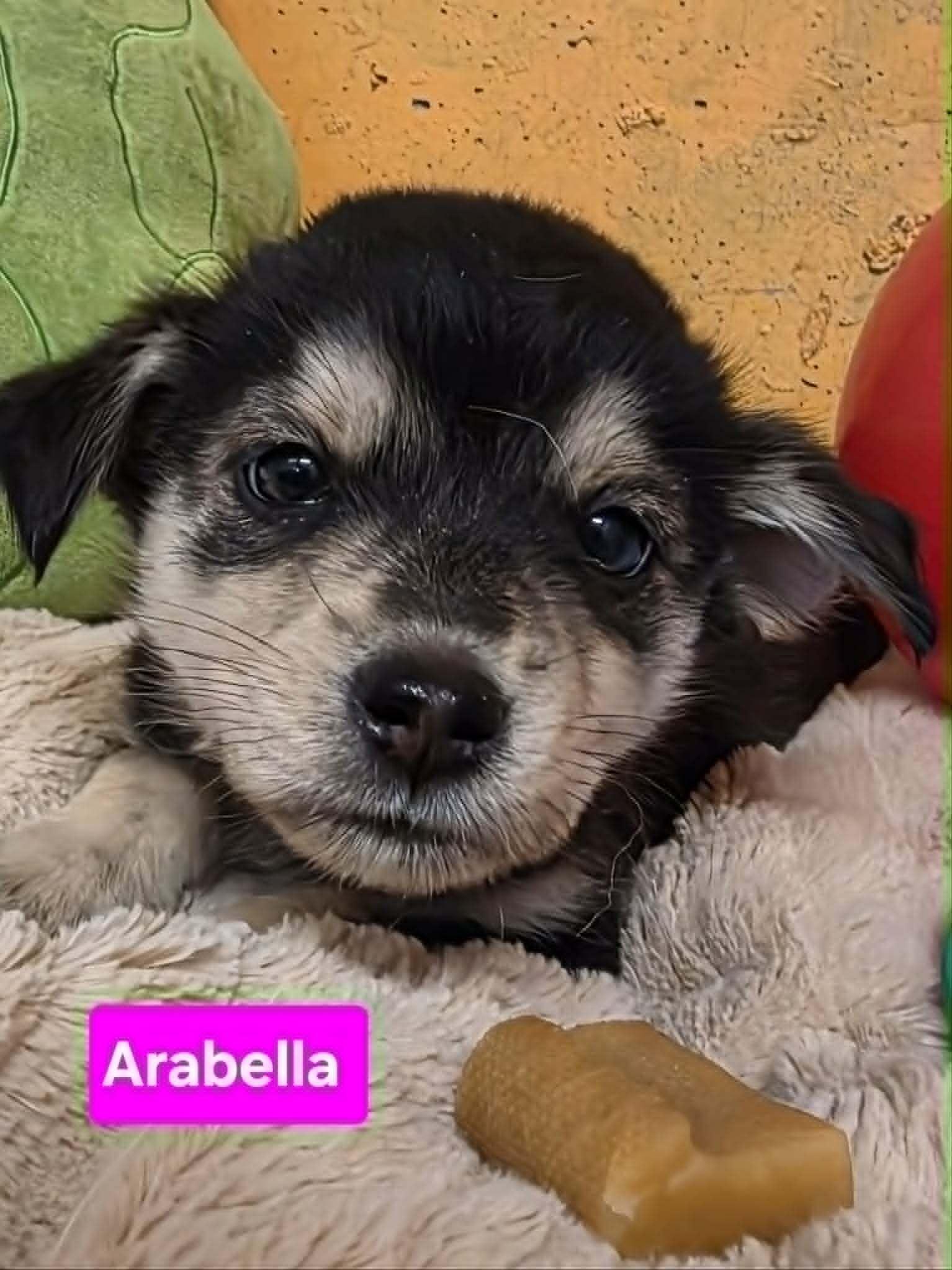 Enlarge Arabella, a Adoptable mixed breed in Cottonwood Heights, UT image 6/6