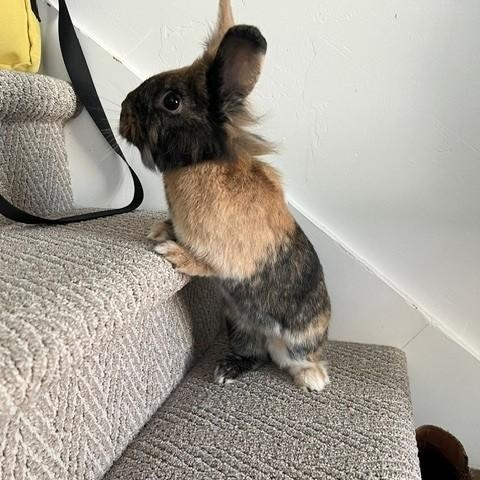 Enlarge Papa, a ADOPTABLE Lionhead in Salt Lake City, UT image 6/6