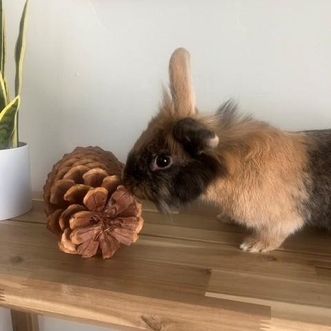 Enlarge Papa, a ADOPTABLE Lionhead in Salt Lake City, UT image 2/6