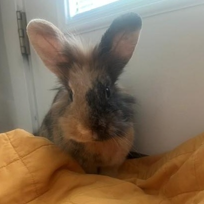 Papa, ADOPTABLE, Adult Male Lionhead.