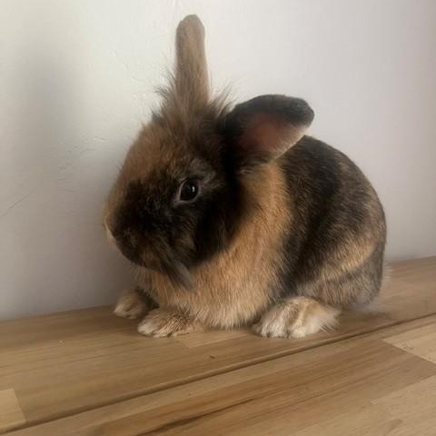Enlarge Papa, a ADOPTABLE Lionhead in Salt Lake City, UT image 3/6