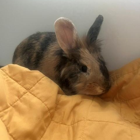 Enlarge Papa, a ADOPTABLE Lionhead in Salt Lake City, UT image 4/6