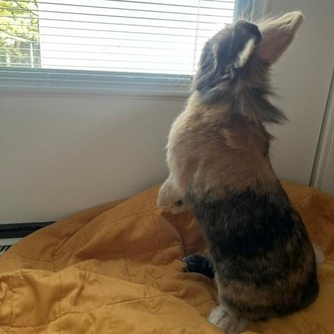 Enlarge Papa, a ADOPTABLE Lionhead in Salt Lake City, UT image 5/6