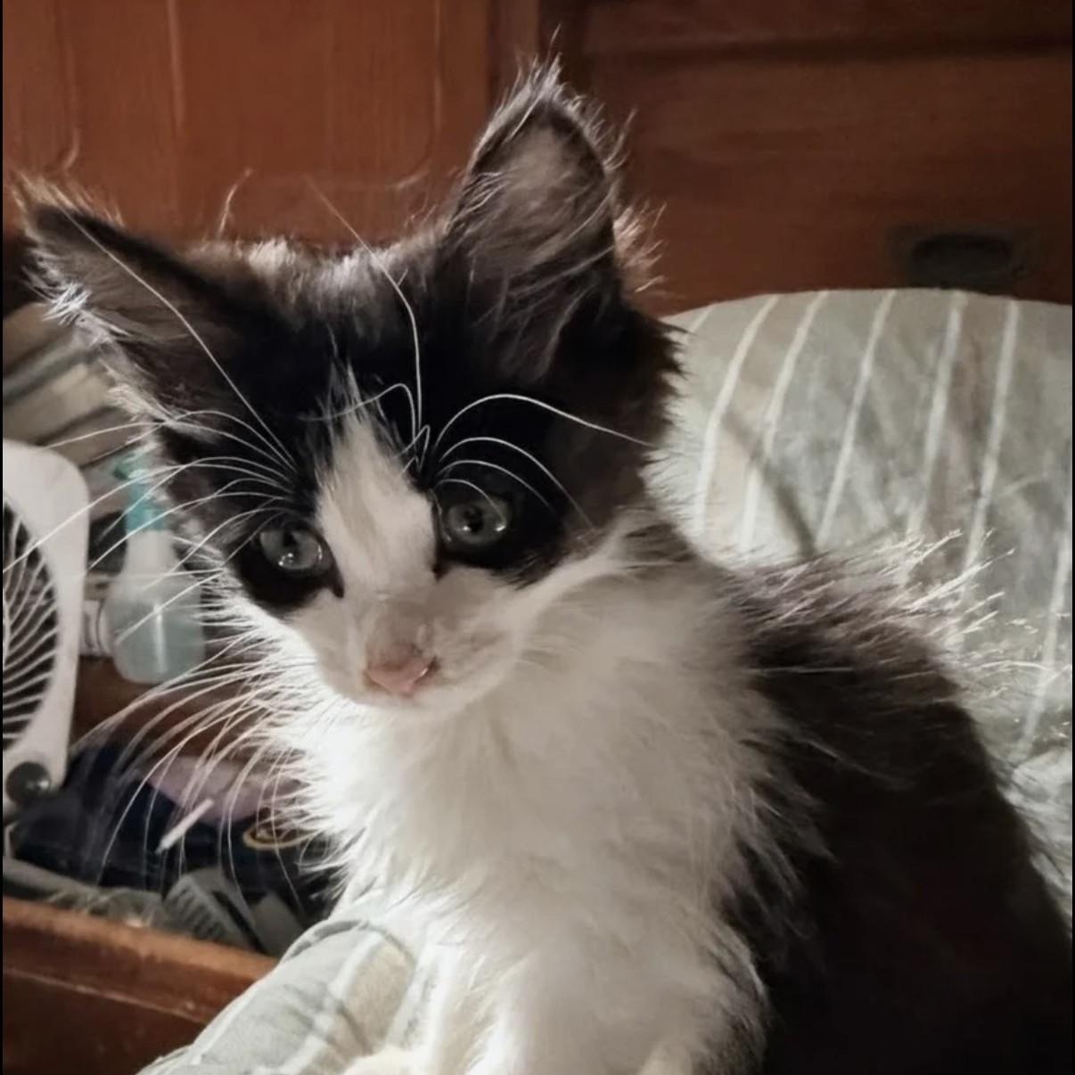 Penelope, an adopted Domestic Medium Hair in Westland, MI image 4/4