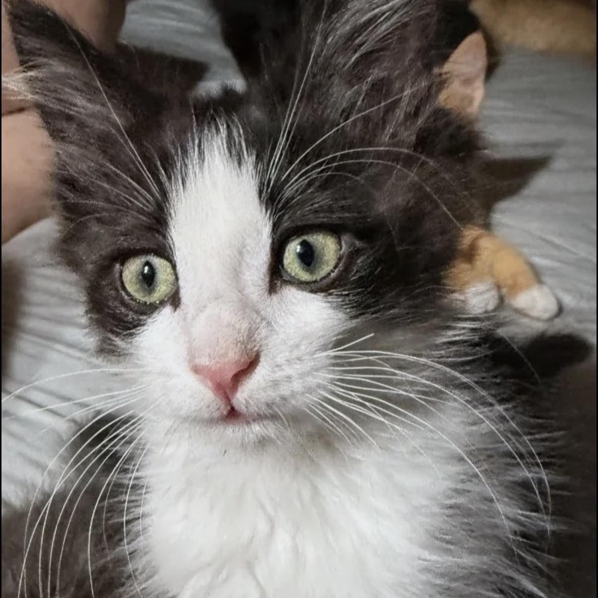 Penelope, an adopted Domestic Medium Hair in Westland, MI image 3/4