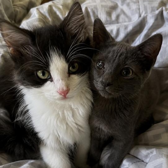 Penelope, an adopted Domestic Medium Hair in Westland, MI image 2/4