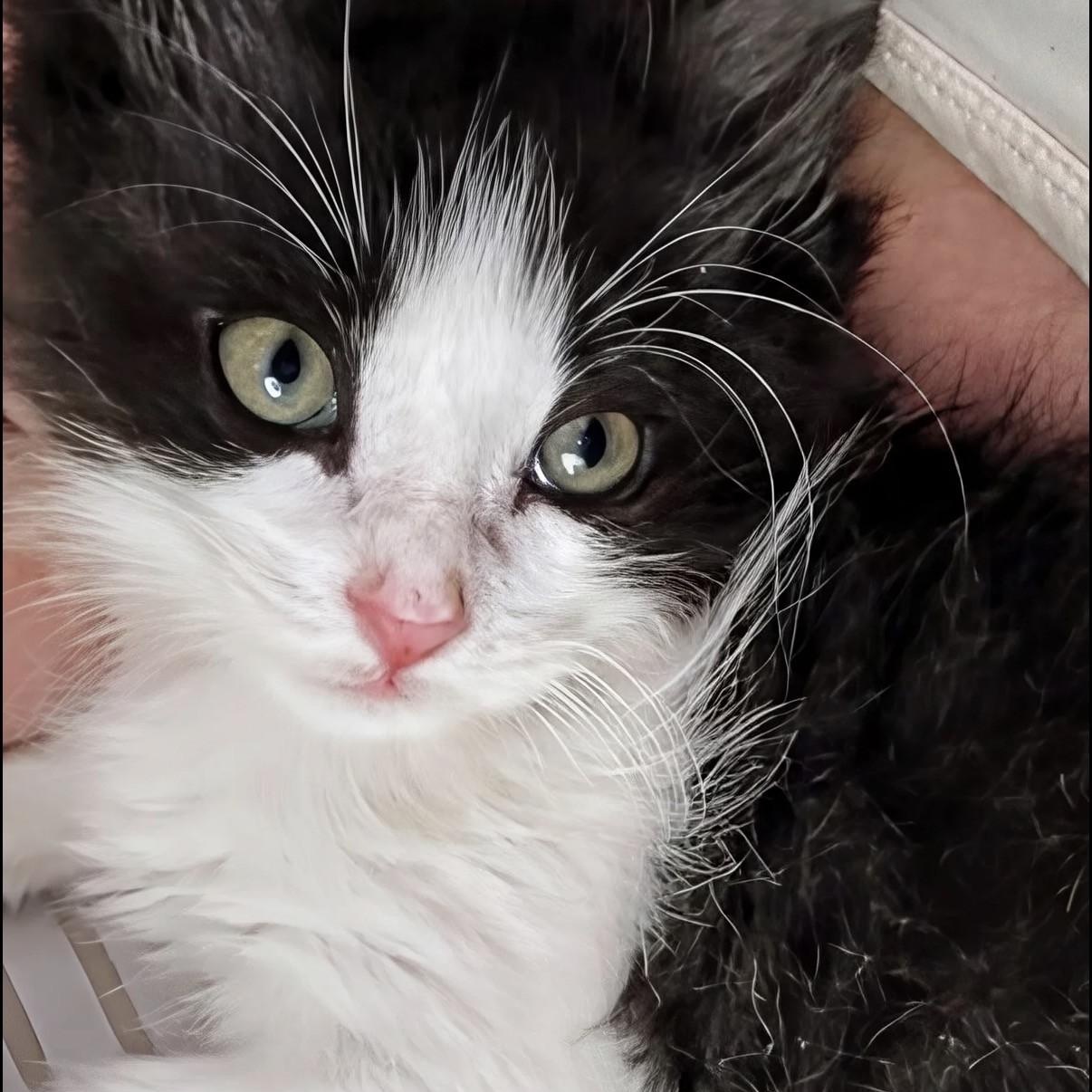 Penelope, adopted, Kitten Female Domestic Medium Hair.