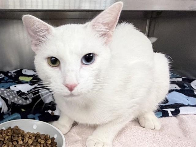 Enlarge JOE COOL, a Adoptable Domestic Short Hair in Ames, IA image 1/1