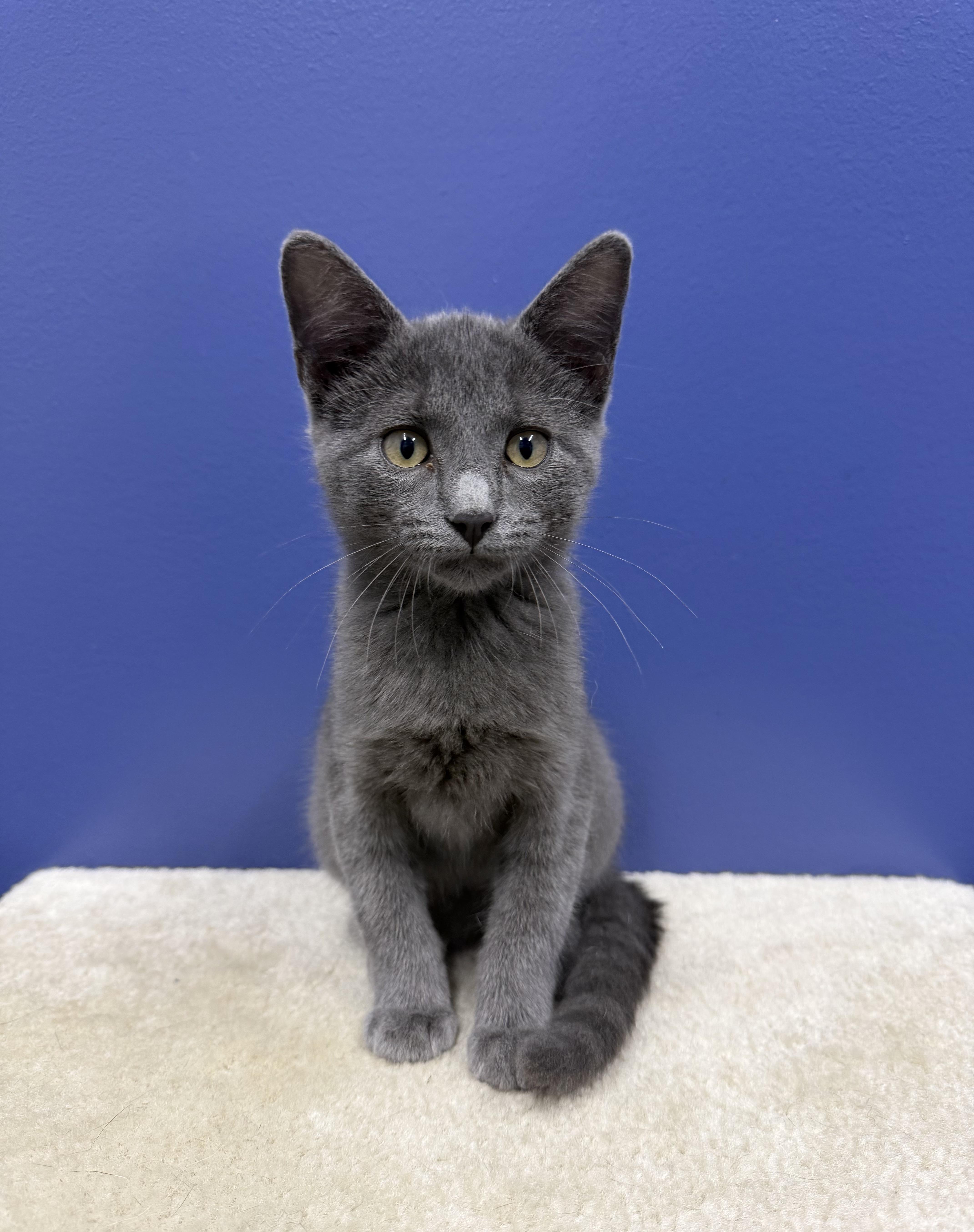 Frank, ADOPTABLE, Kitten Male Russian Blue & Domestic Short Hair.