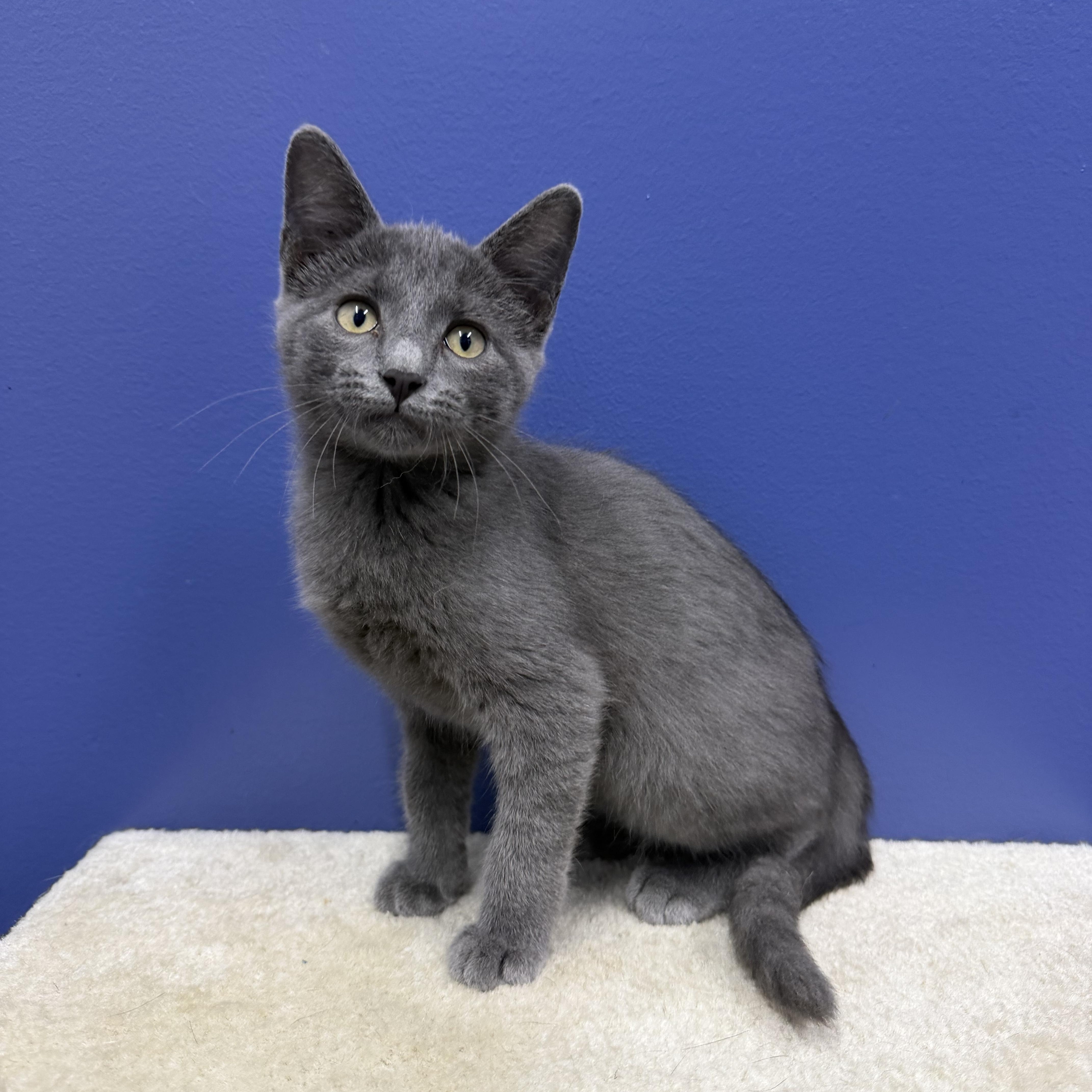 Frank, a ADOPTABLE mixed breed in High Ridge, MO image 3/3