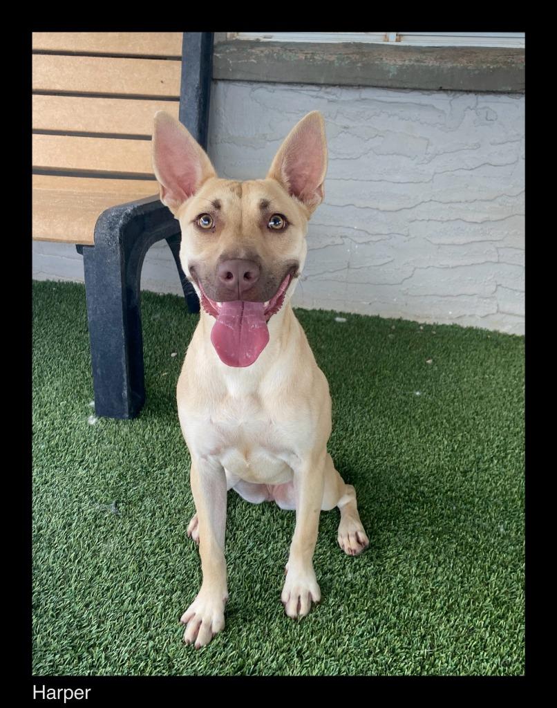 Harper, Adopted, Young Female Staffordshire Bull Terrier.