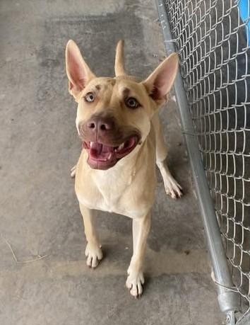 Enlarge Harper, a Adopted Staffordshire Bull Terrier in Chino Valley, AZ image 2/2