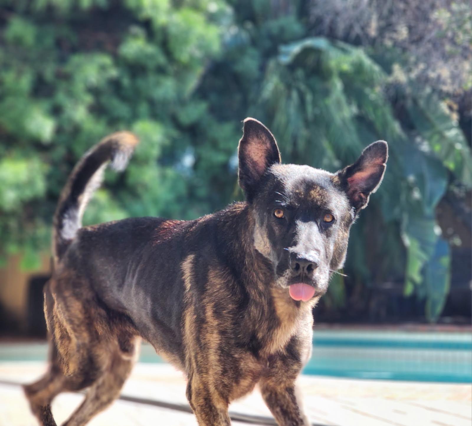 Mars aka Lucky, an adopted Dutch Shepherd in Frazier Park, CA image 1/6